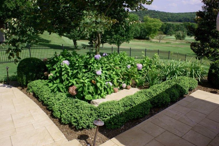 Hydrangea flower bed