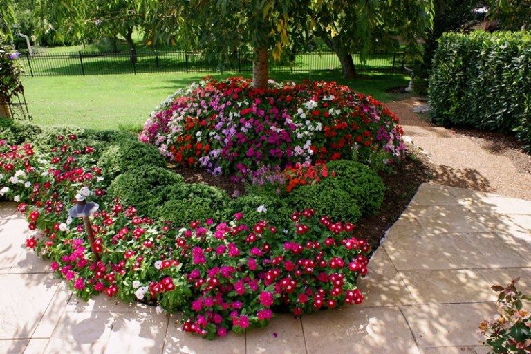 Garden with Impatiens