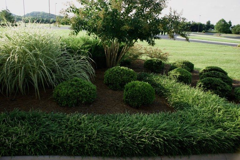 Pampas & Monkey Grass