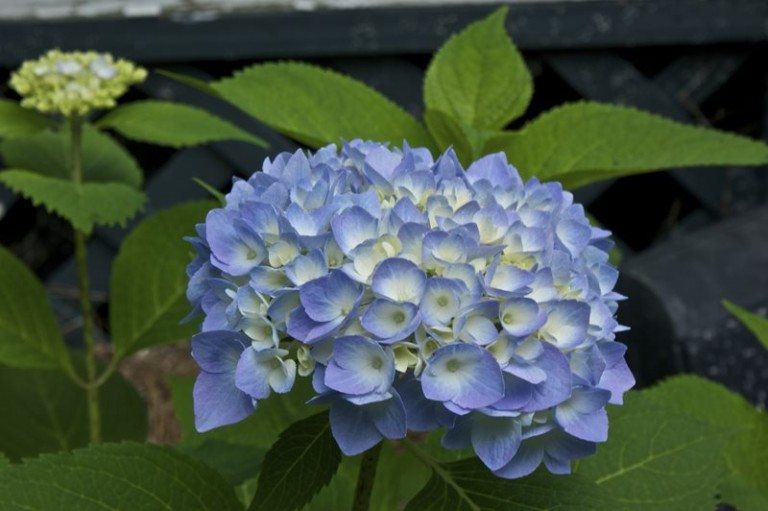 Hydrangea