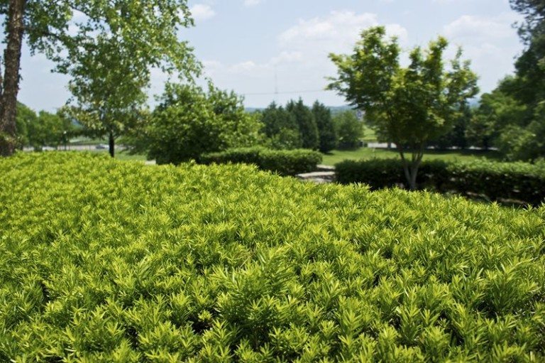 Close up of shrubs