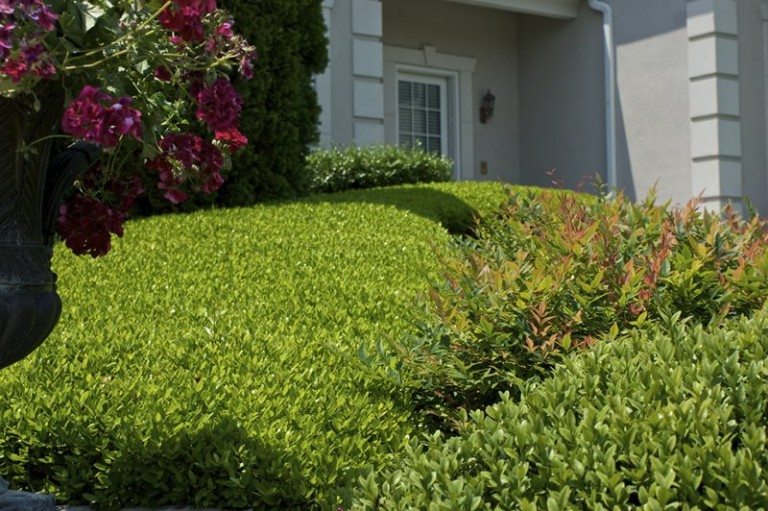 Detail of shrubs at home garden