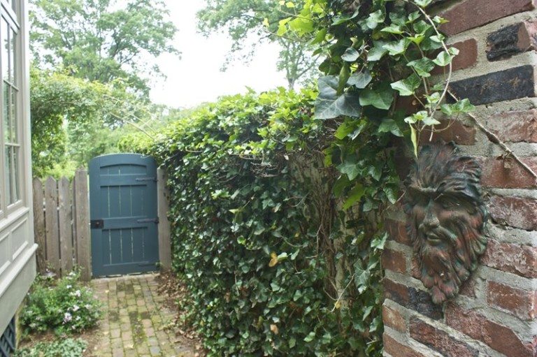 Backyard door and vines on brick wall