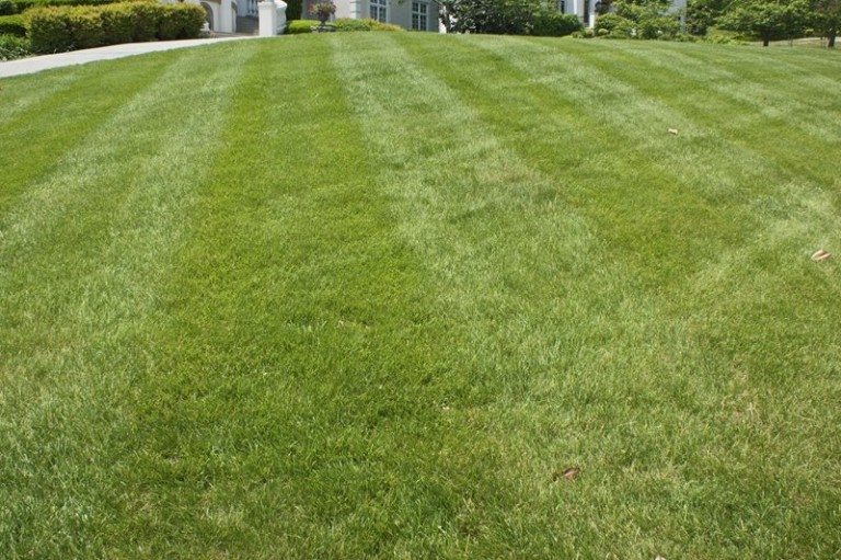 Freshly cut turf