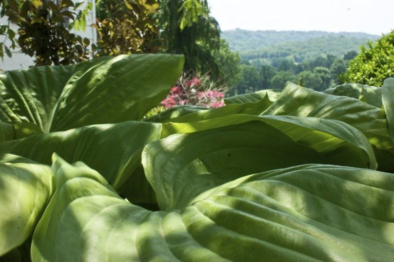 Elephant Ears