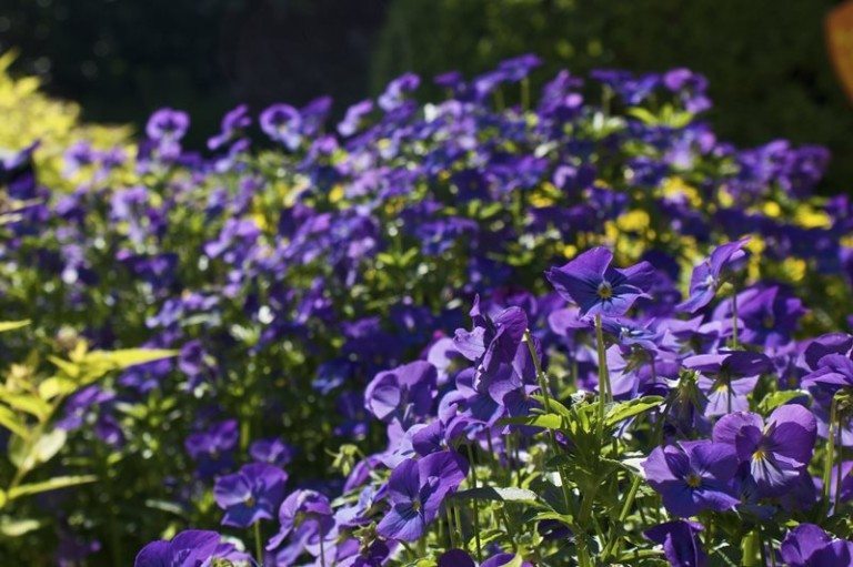 Purple flower beds