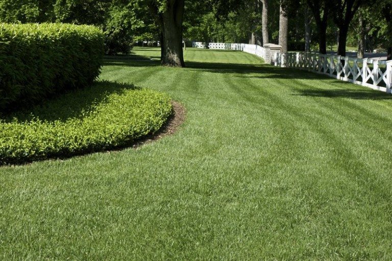 Freshly cut yard