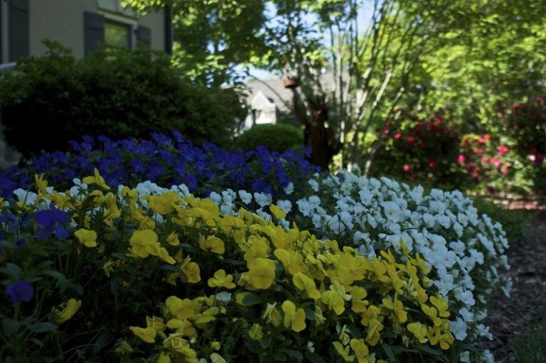 Close up of flower beds