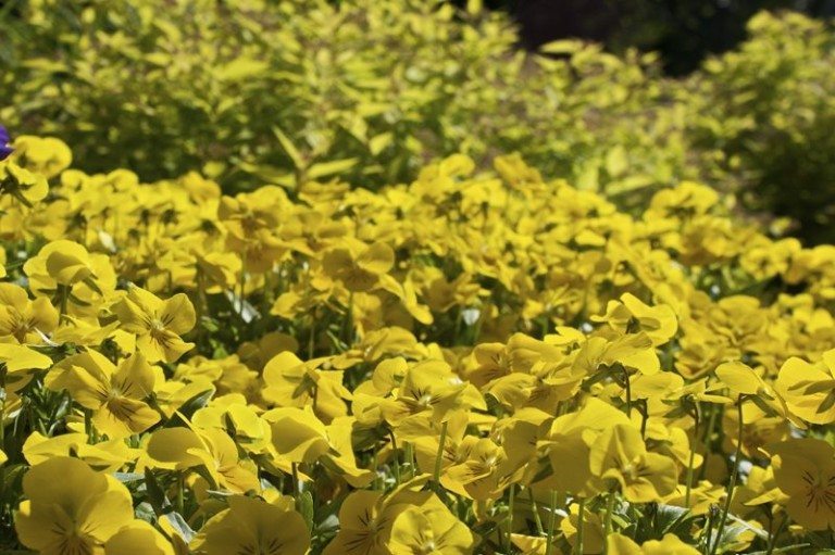 Close up of flower bed