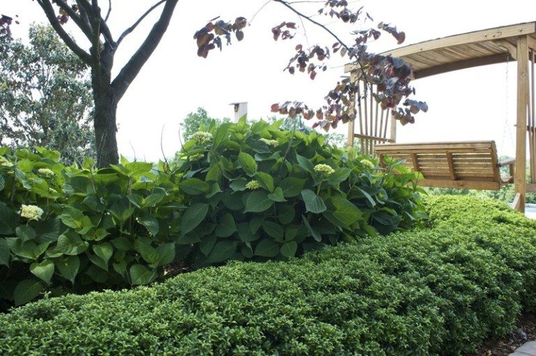 Hydrangeas, not yet in bloom