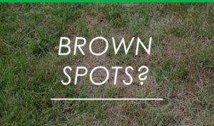 Brown Spots Turf Managers