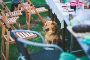 garden party food lawn