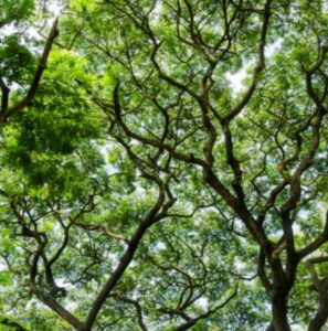Looking up through limbs and leaves