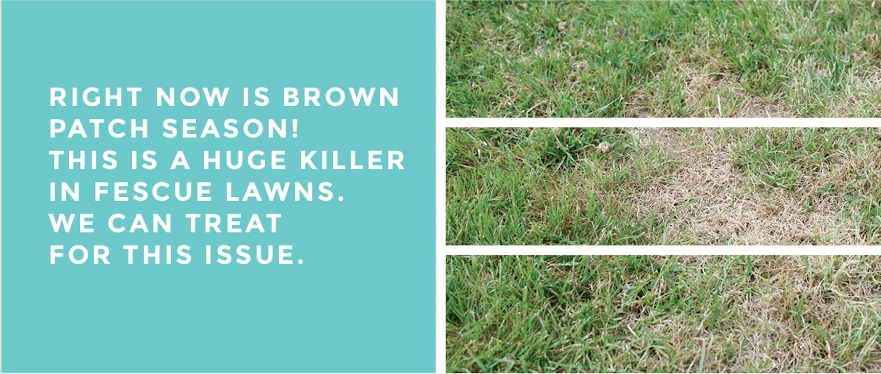 Brown Patch is a Fescue Lawn Killer