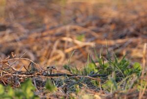 Brown Grass Patch - Nashville