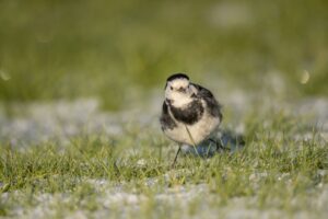 Pied Wagtail bird on the snow covered grass