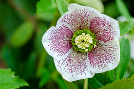 Lenten Rose Flower