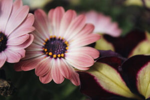 pink flower