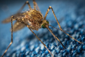 mosquito