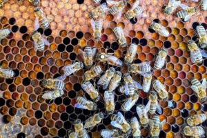 bees in their hive