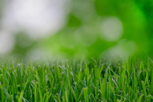 trimmed grass