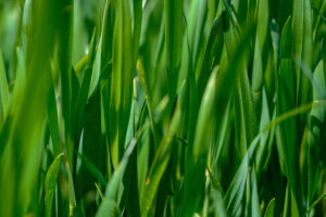 tall grass