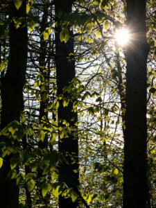 sun shining through tree line
