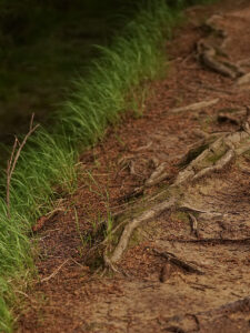 Protect trees and shrubs Turf Managers