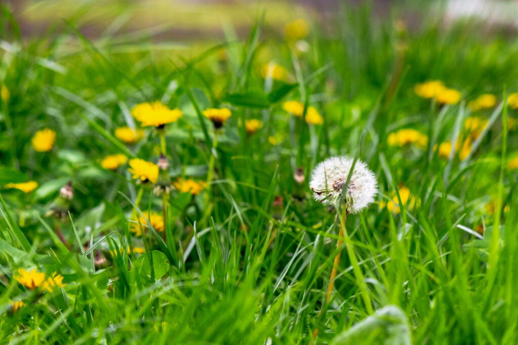 Weeds Turf Managers