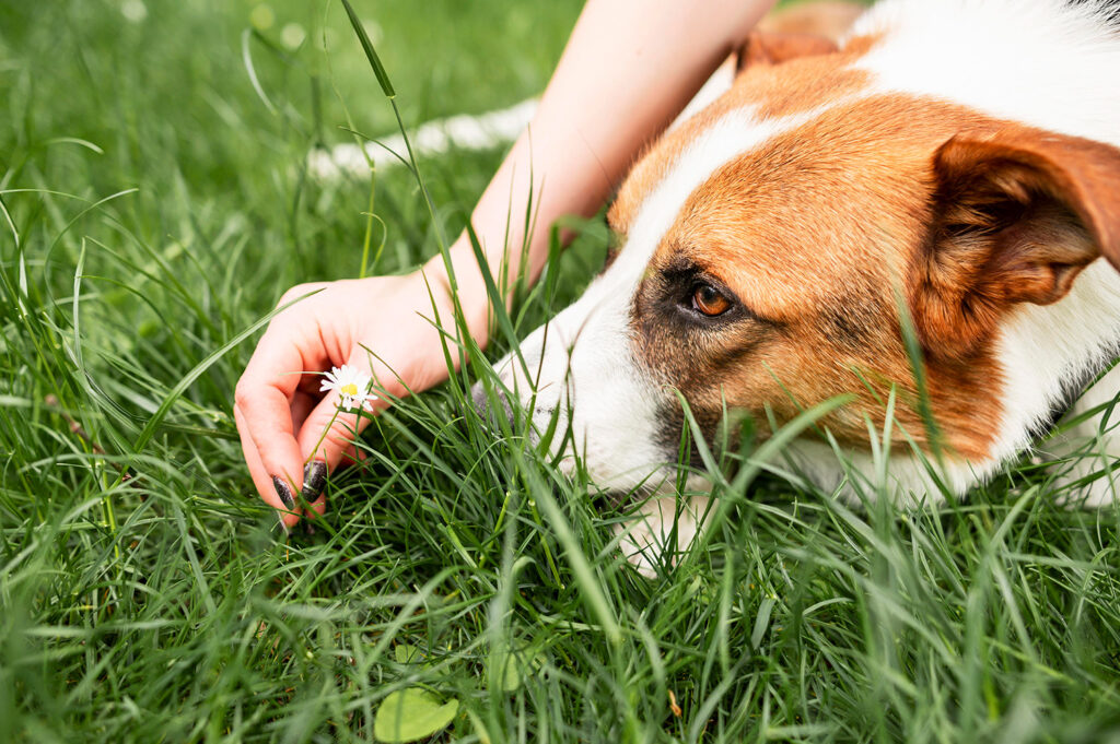 Dog pest prevention Turf Managers