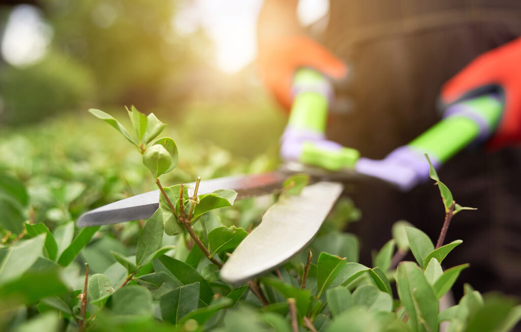 Shrub care Turf Managers
