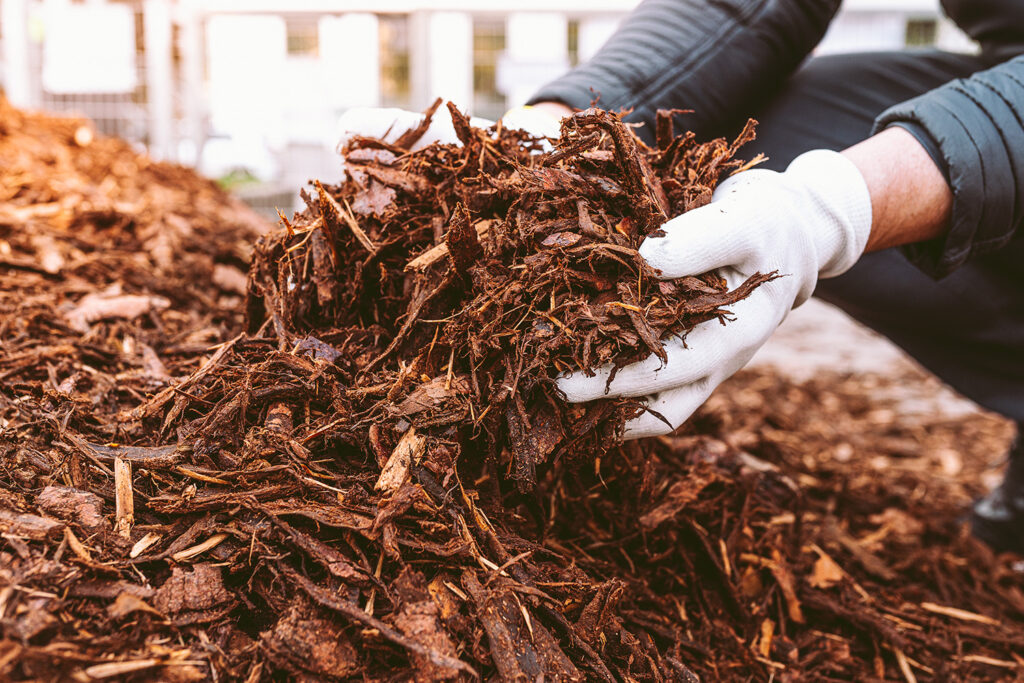 Shrub care Turf Managers