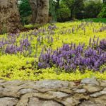 nashville creeping jenny and blue ajuga