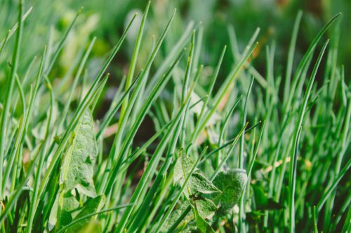 Dandelion leaves in lush grash