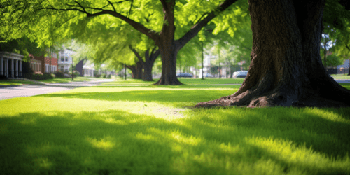 A Nashville lawn is restored after winter damage with the professional services of Turf Managers.