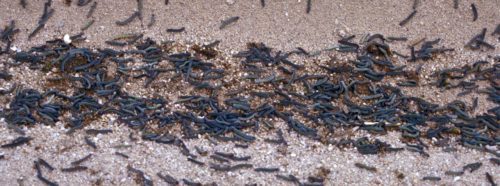 Mass of Army Worms on the Move