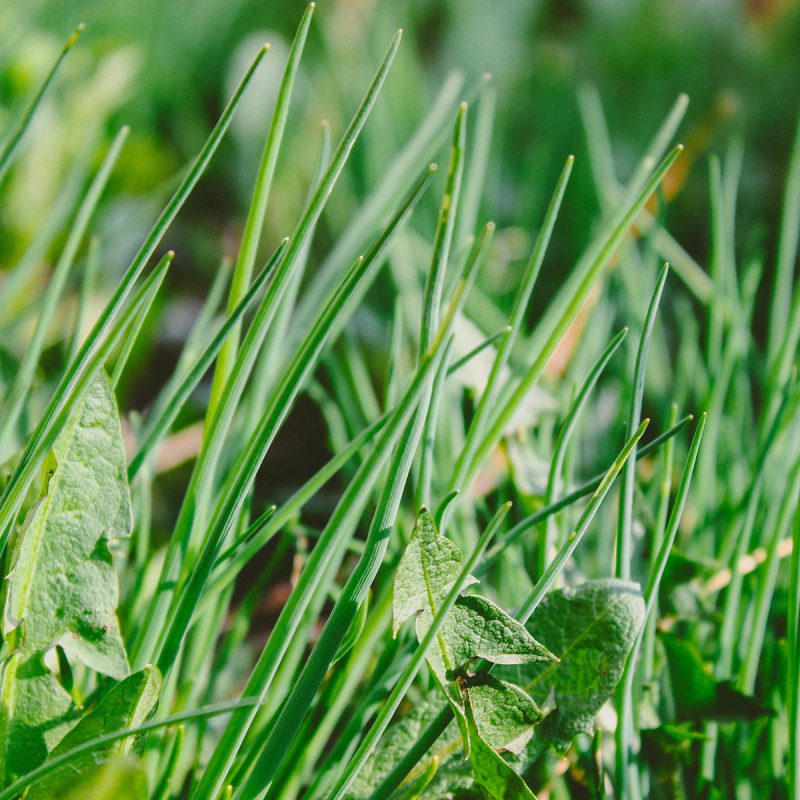 Dandelion leaves in lush grash