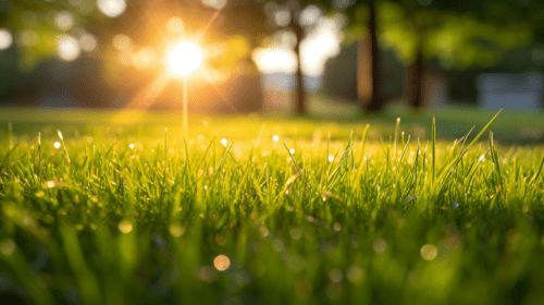 Close-up of a freshly overseeded lawn during sunset, set against a Nashville home in autumn, representing the importance of fall overseeding with Turf Managers.