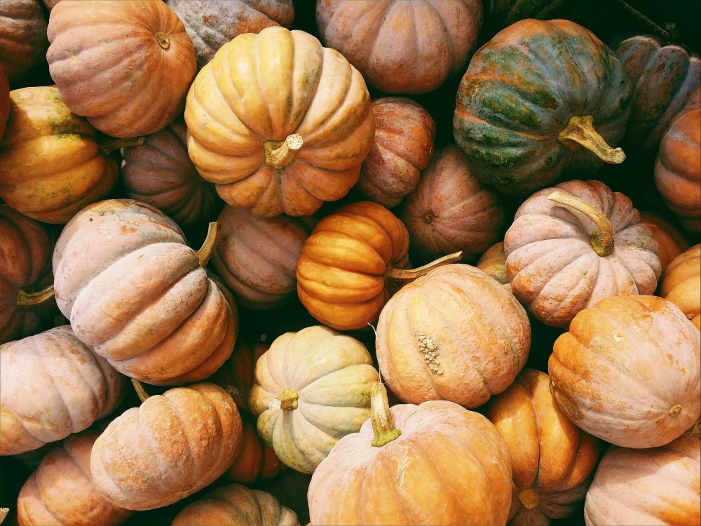 fall-pumpkins-gourds