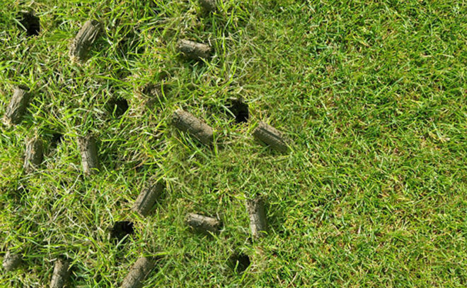 Lawn aeration plugs in yard