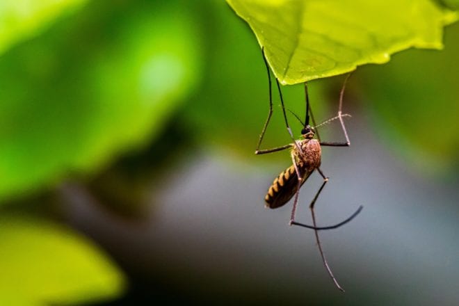 Mosquito on a leaf