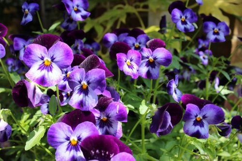 Pansies - Fall Flowers