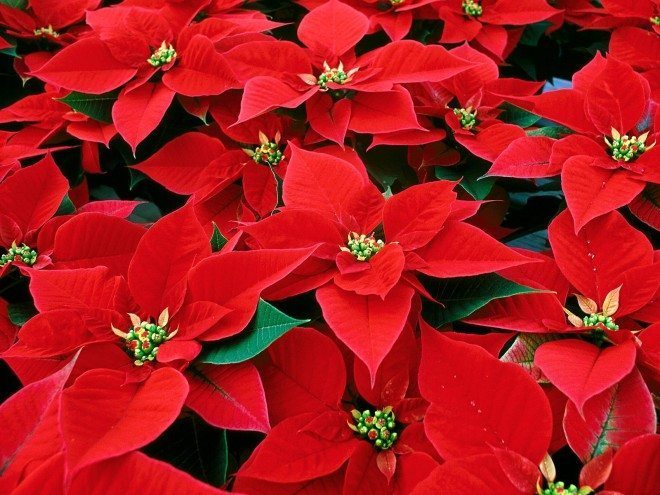 Poinsettias