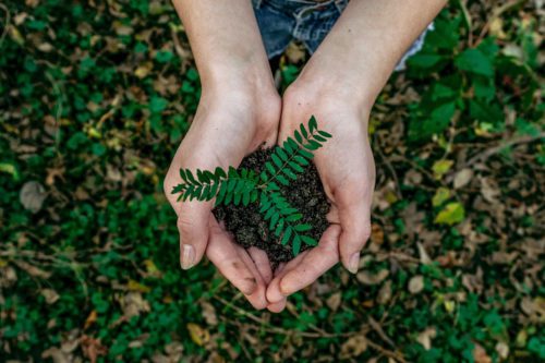 Small sappling tree cupped in two hands