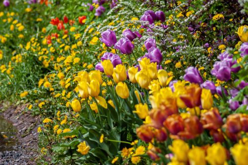 Spring Flowers Blooming Beautiful Colors